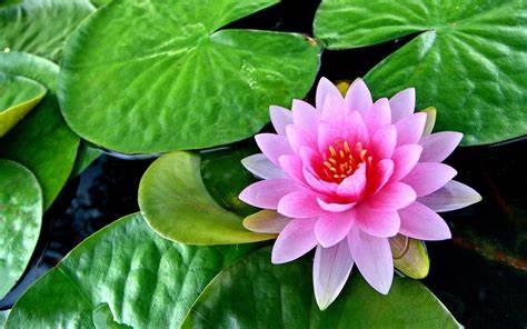 (कमल)lotus flowers