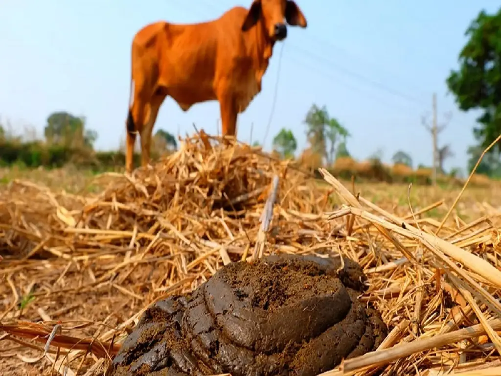 पंचगव्य(गोबर)