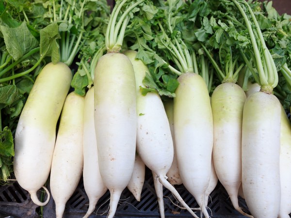 radish(मूली)