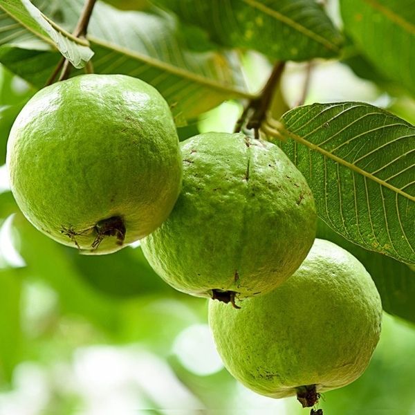 अमरूद (guava )