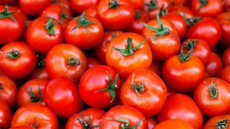 tomato fruits