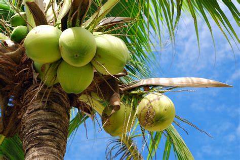 coconut(नारियल) fruits